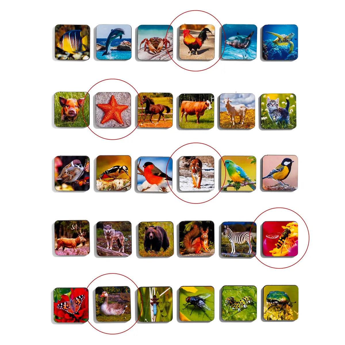 Loomade sorteermismäng lastele - puidust õpikomplekt